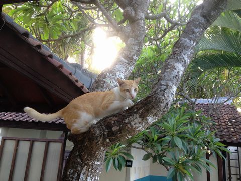 面長な宿のネコ