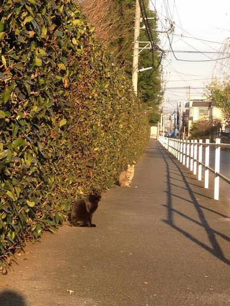 小春日和のネコ