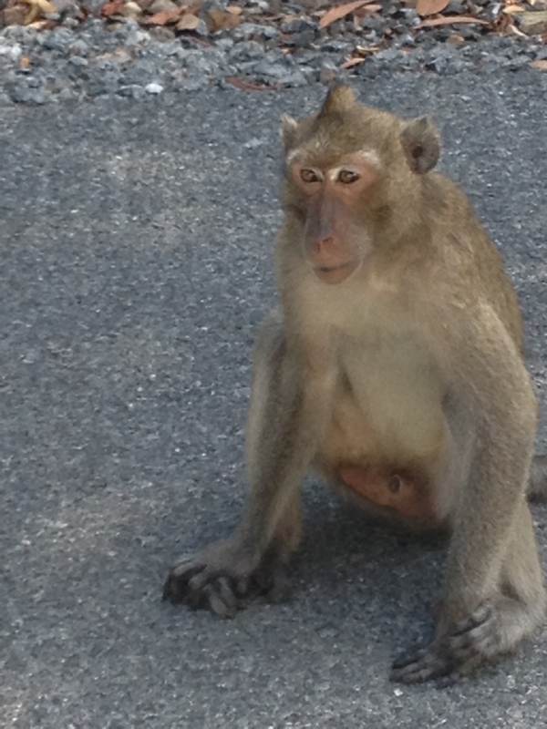 飛びかかってきたサル