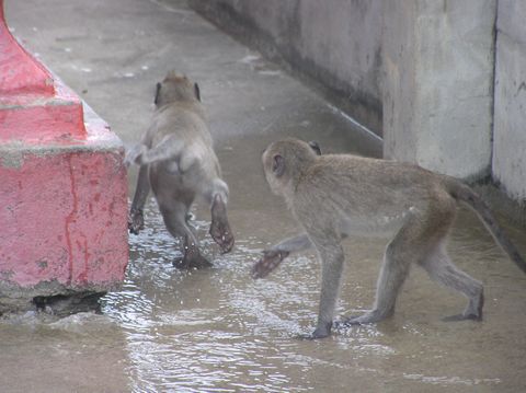 サルだらけ